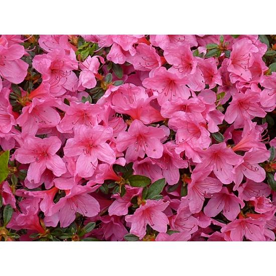 Japán azálea   AZALEA JAPONICA T1/2 K12