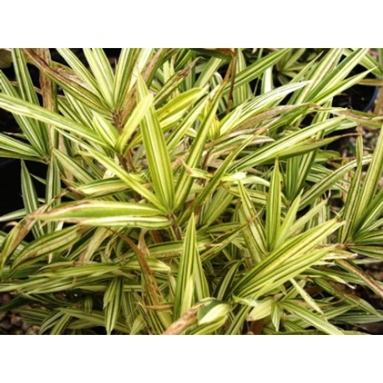 Tarka törpe bambusz  BAMBUSA NANA VARIEGATA K10