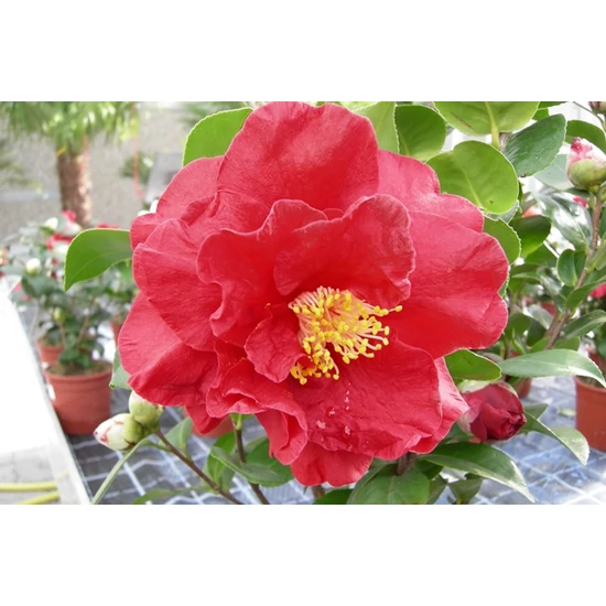 Kamélia   CAMELLIA JAPONICA 60/80 K12