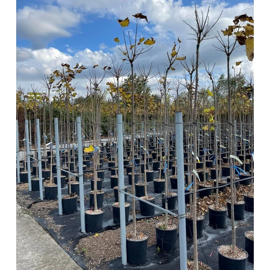 Gömb szivarfa   CATALPA BIGNONIOIDES NANA T200 6/8 K18