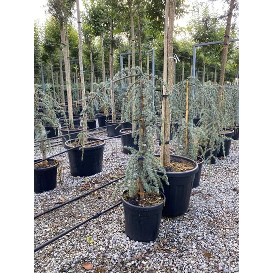 Kék csüngő atlasz cédrus CEDRUS ATLANTICA GLAUCA PENDULA 125/150 K18