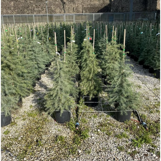 Himalájai cédrus   CEDRUS DEODARA 80/100 K10