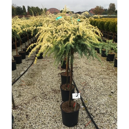 Sárga himalájai cédrus  CEDRUS DEODARA GOLDEN HORIZON T1/2 K18