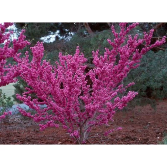Kínai júdásfa   CERCIS CHINENSIS AVONDALE 125/150 K30