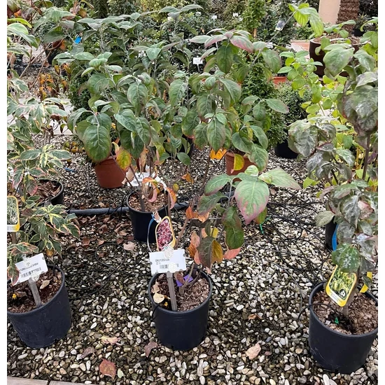 Virágos som   CORNUS FLORIDA RUBRA K10