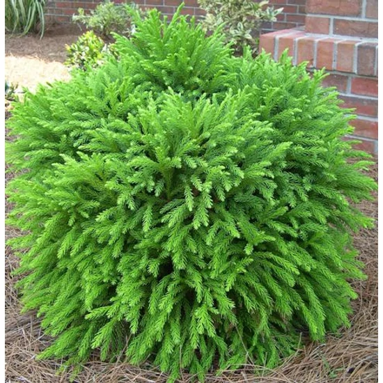 Törpe japán szugifenyő  CRYPTOMERIA JAPONICA GLOBOSA NANA T180 K55