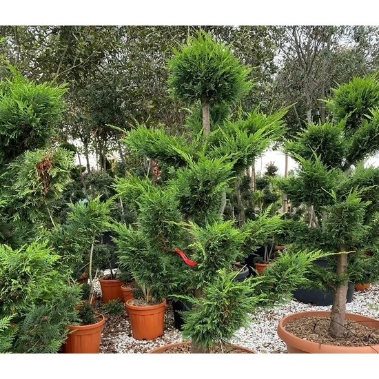 Leyland ciprus   CUPRESSOCYPARIS LEYLANDII BONSAI K70