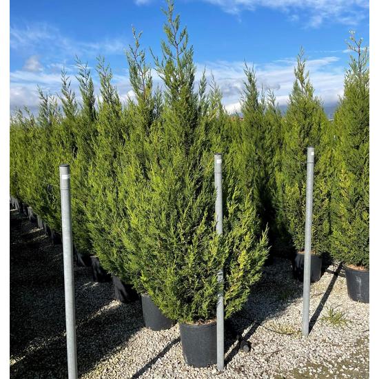 Leyland ciprus   CUPRESSOCYPARIS LEYLANDII PYRAMIDALIS 200/250 K25