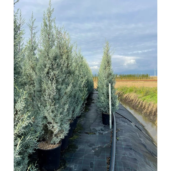 Oszlopos, kék arizóniai ciprus CUPRESSUS ARIZONICA FASTIGIATA 150/175 K15