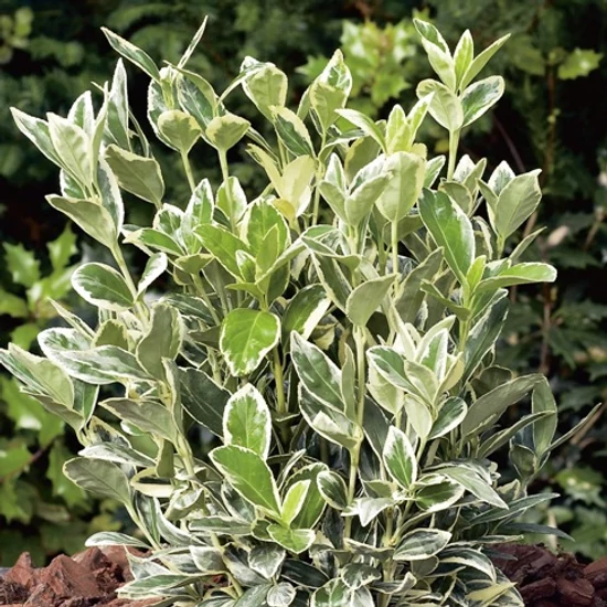 Japán kecskerágó   EUONYMUS JAPONICUS BRAVO 30/40 K3
