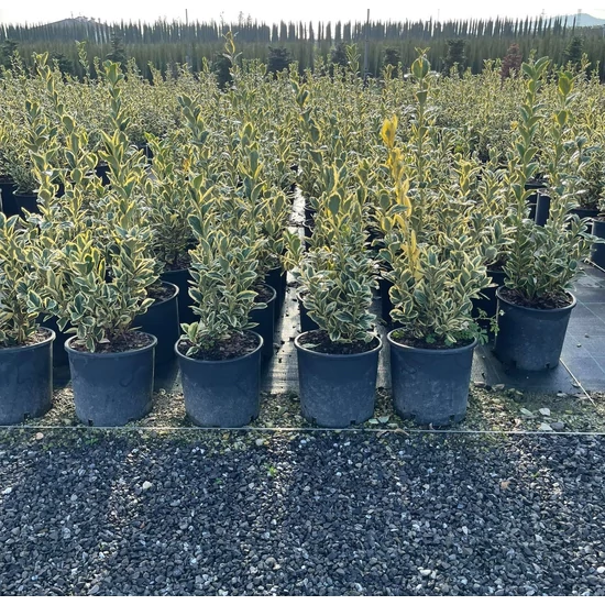 Japán kecskerágó   EUONYMUS JAPONICUS BRAVO K5