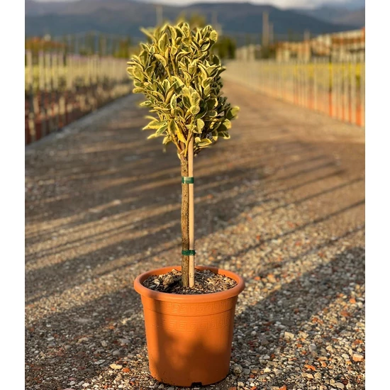 Japán kecskerágó   EUONYMUS JAPONICUS BRAVO T1/4 K9