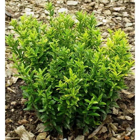 Japán kecskerágó   EUONYMUS JAPONICUS MICROPHYLLUS GÖMB K15