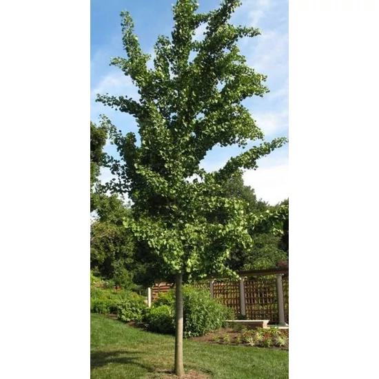 Páfrányfenyő    GINKGO BILOBA PRINCETON SENTRY MT 12/14 K55