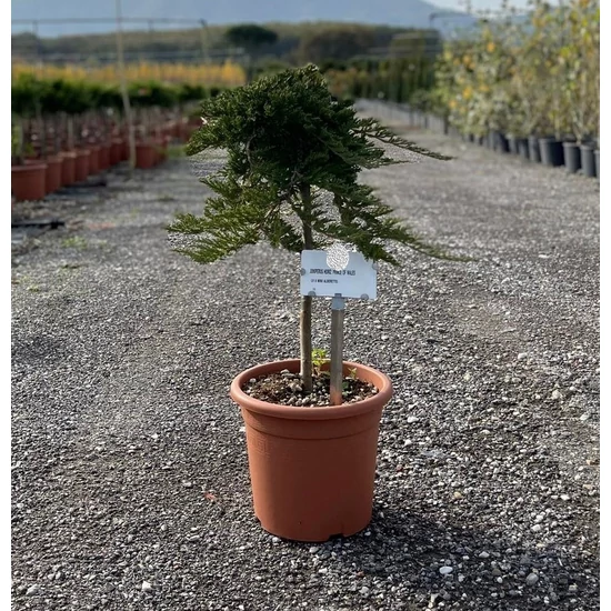 Henye boróka   JUNIPERUS HORIZONTALIS PRINCE OF WALES T1/4 K9