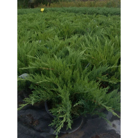 Nehézszagú boróka   JUNIPERUS SABINA TAMARISCIFOLIA T1/4 K9