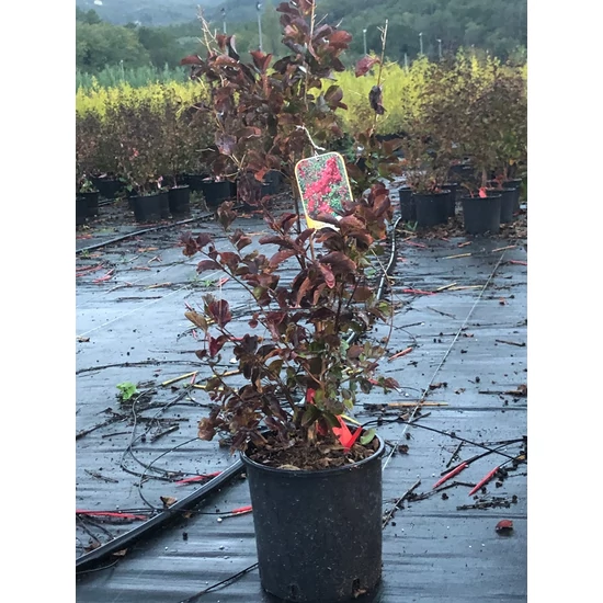 Kínai selyemmirtusz   LAGERSTROEMIA DYNAMITE 60/+ K10