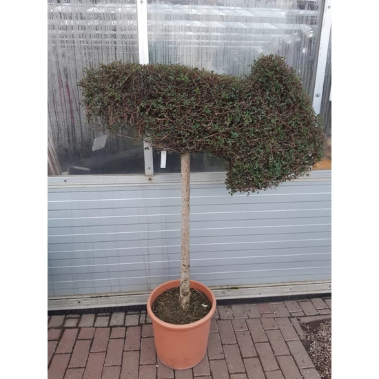 Aprólevelű fagyal   LIGUSTRUM JONANDRUM FORME NYÍL K20