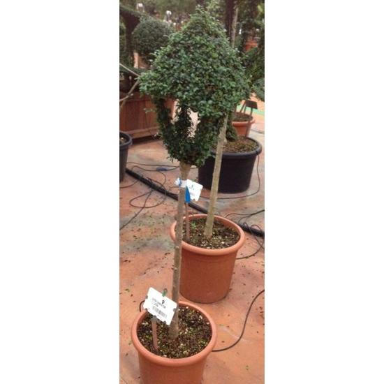 Aprólevelű fagyal   LIGUSTRUM JONANDRUM FORME LÁMPA T180 K24