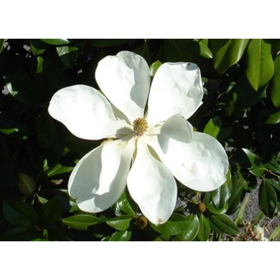 Örökzöld liliomfa   MAGNOLIA GRANDIFLORA GOLIATH 125/150 K25