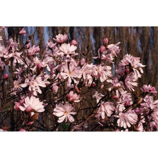 Csillagvirágú liliomfa   MAGNOLIA STELLATA ROSEA T1/2 K18