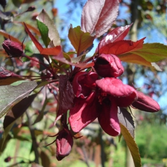 Díszalma    MALUS ROYAL BEAUTY T1/2 K18