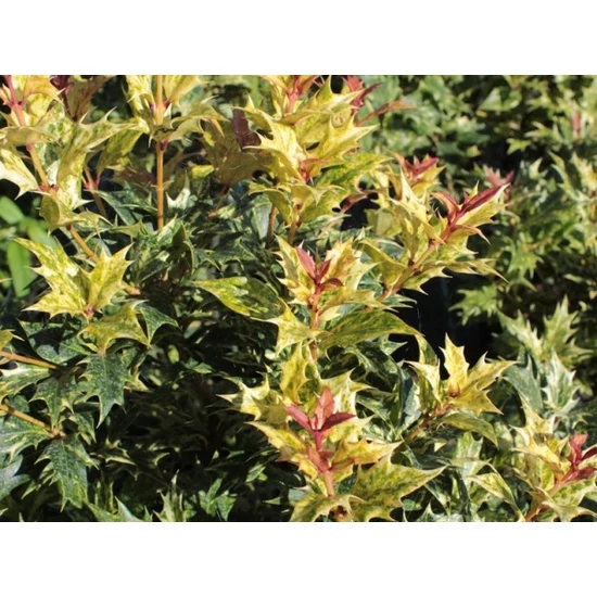 Felemáslevelű illatcserje   OSMANTHUS HETEROPHYLLUS TRICOLOR 60/80 K15