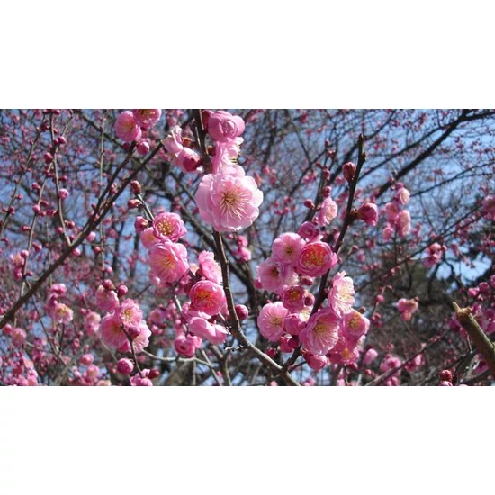 Kínai kajszi   PRUNUS MUME T1/2 K18