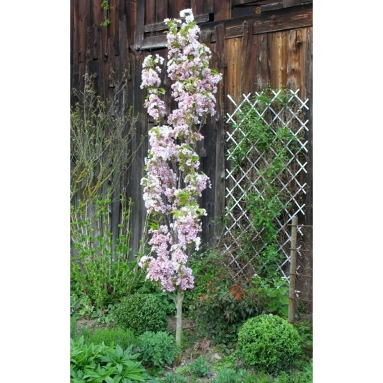 Oszlopos díszcseresznye   PRUNUS SERRULATA AMANOGAWA T200 10/12 K25