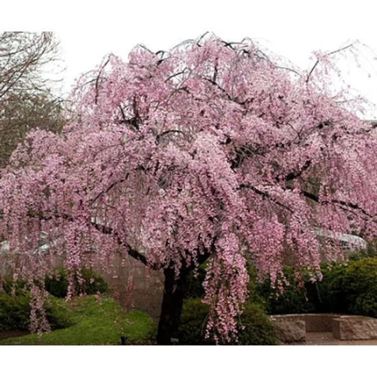 Csüngő díszcseresznye   PRUNUS SUBHIRTELLA PENDULA ROSEA MT K25