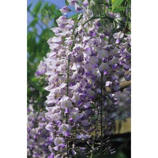 Japán lilaakác   WISTERIA FLORIBUNDA ISSAI T1/2 K18