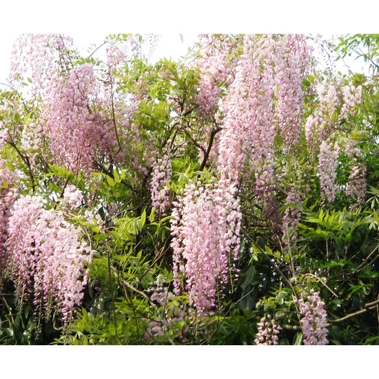 Japán lilaakác   WISTERIA FLORIBUNDA ROSEA T1/2 K18