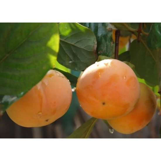 Datolyaszilva Diospyros kaki 