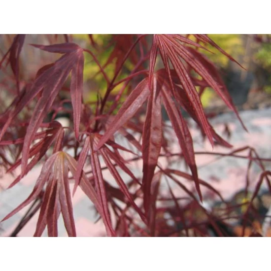 Japán juhar   ACER PALMATUM ENKAN 40/50 K3