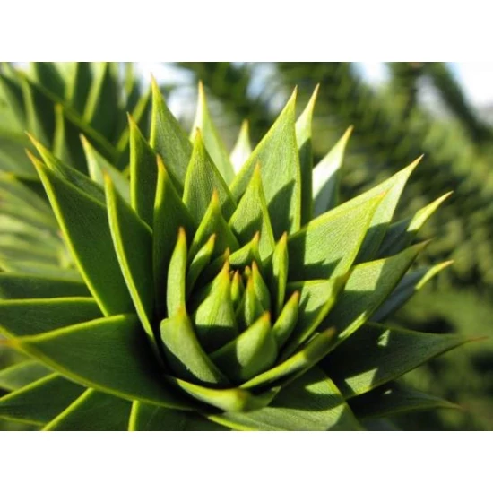 Chilei fenyő   ARAUCARIA ARAUCANA 25/30 CS19