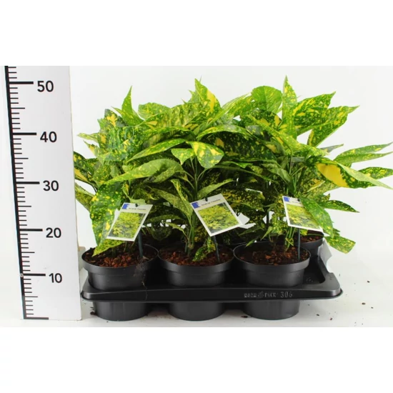Márványos babérsom   AUCUBA JAPONICA CROTONIFOLIA 20/30 CS17