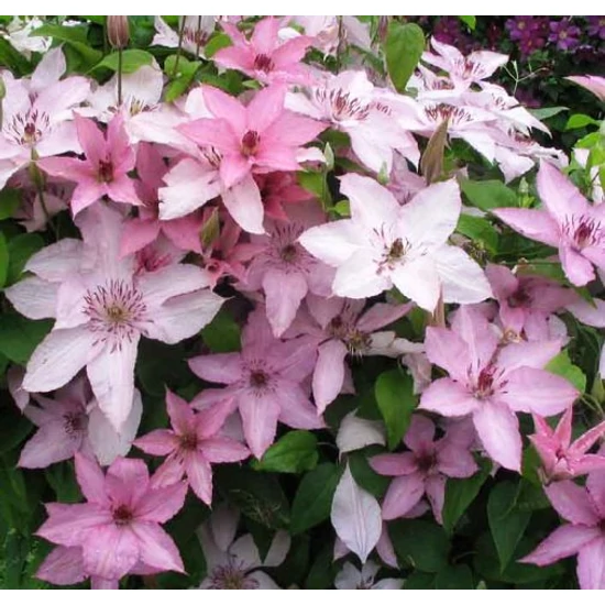 Iszalag FAJTÁK   CLEMATIS HYBRIDEN FAJTÁK 60CM K2