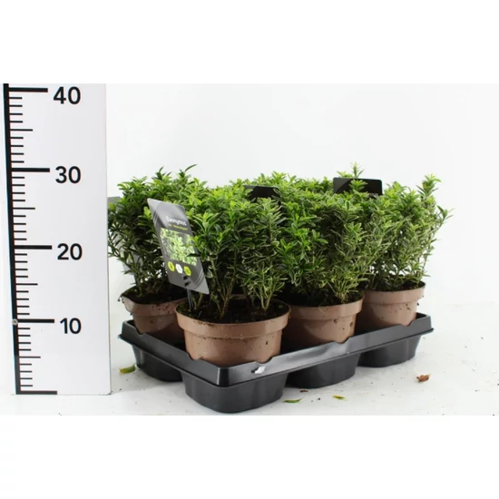 Japán kecskerágó   EUONYMUS JAPONICUS MICROPHYLLUS ALBOVARIEGATUS 20/25 CS15