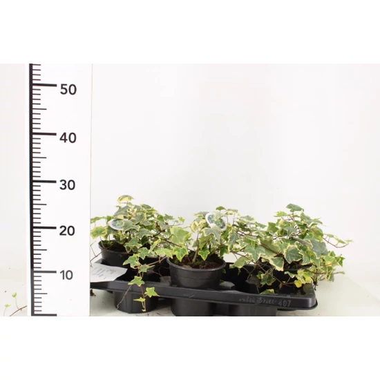 Közönséges borostyán   HEDERA HELIX GOLDCHILD 20/30 CS14