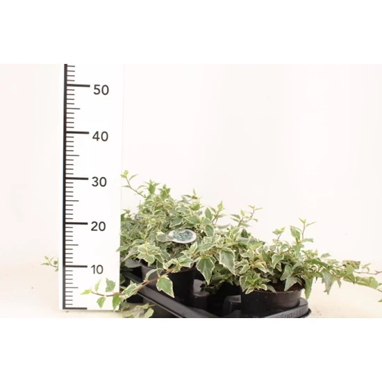 Közönséges borostyán   HEDERA HELIX LITTLE DIAMOND 20/25 CS14