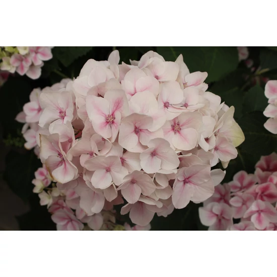 Kerti hortenzia   HYDRANGEA MACROPHYLLA 25/30 K2