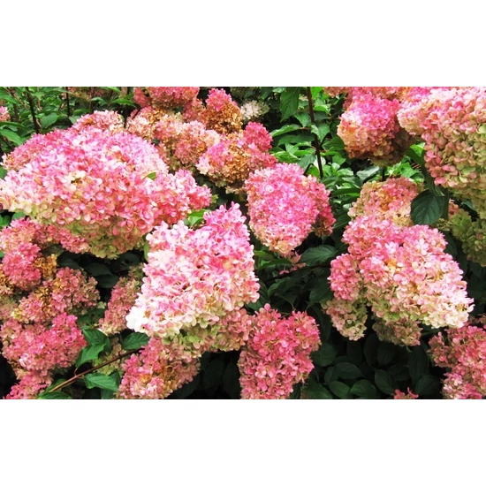 Bugás hortenzia   HYDRANGEA PANICULATA VANILLE FRAISE 30/35 K4