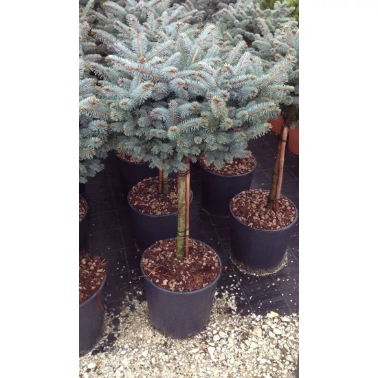 Gömb ezüstfenyő   PICEA PUNGENS GLAUCA GLOBOSA T40 K12