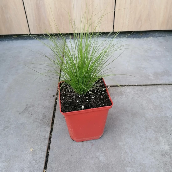 Árvalányhaj STIPA TENUISSIMA PONY TAILS CS11
