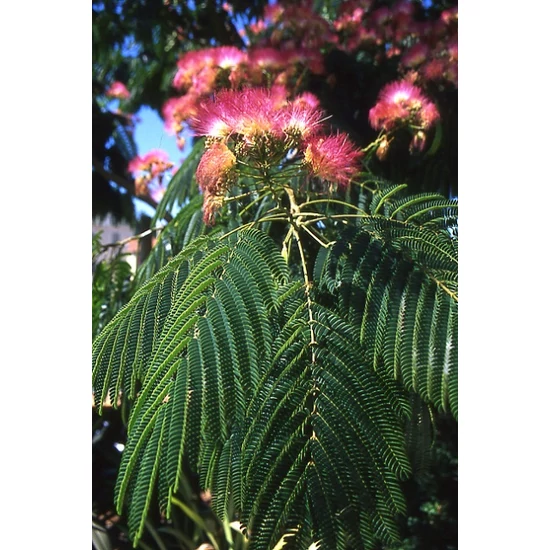 Selyemakác    ALBIZIA JULIBRISSIN ROSEA 60/80 K3