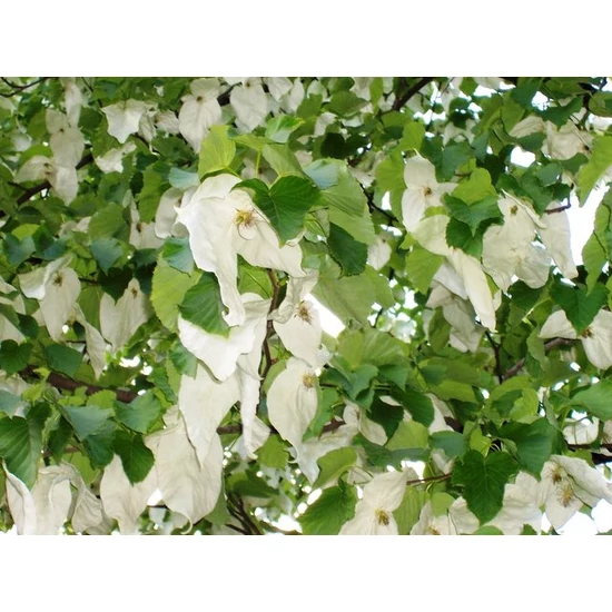 Galambfa    DAVIDIA INVOLUCRATA VILMORINIANA 80/100 K7,5