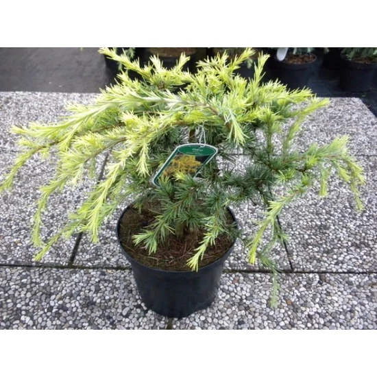 Sárga himalájai cédrus  CEDRUS DEODARA GOLDEN HORIZON 30/40 K7,5