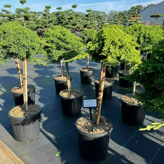 Japán törpeboróka   JUNIPERUS PROCUMBENS NANA T60 K15