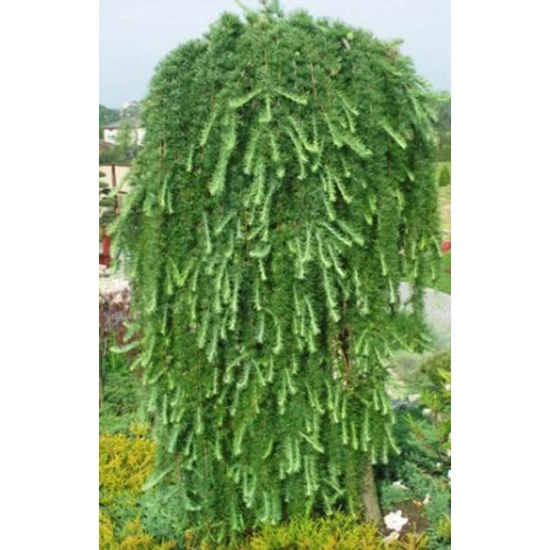 Japán vörösfenyő   LARIX KAEMPFERI STEF WEEPING T180 K45