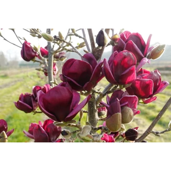 Bíborvörös liliomfa   MAGNOLIA SOULANGEANA GENIE K2